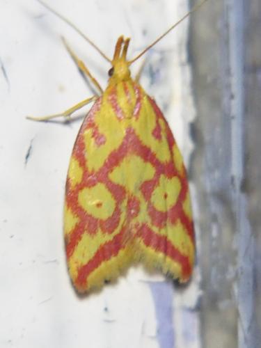 Réf. 304 456 : Hypercallia citrinalis